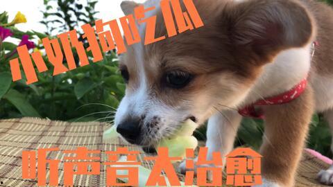 娱乐吃瓜酱送小狗视频在线观看,萌宠来袭,温馨瞬间引网友热议